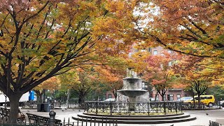 New York City | Fall colors and daily moments