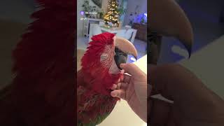 Релакс❤️ #shorts #memes #funny #birds #animals #love #pets #shortsvideo