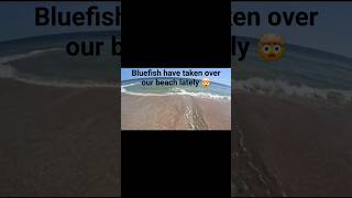 Bluefish have taken over the beach! #FloridaBeach #Fishing #SurfFishing #BlueFish #Subscribe #Fish