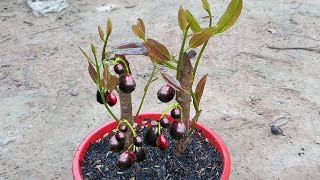 Best   !! Grafting Java Plum tree Fruit With guava Fruit Make Amazing Result By Using Secret Techniq