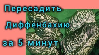 Посадка диффенбахии - это просто! 5 минут и грунт новый, растение обновлено