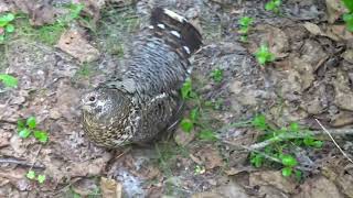 Female Spruce Grouse Protecting Her Chicks from a Human - ihikebc.com