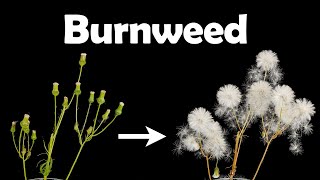 Time lapse - Burnweed seedheads opening