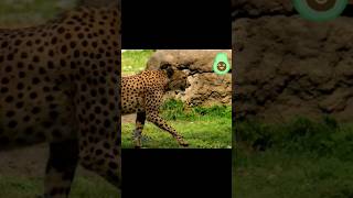 Gepard Cute | Funny Gepard Sound Wild Animals #shorts #wildlife #leopard