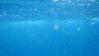 Glassout Baitball Immersion 2: Snorkeling Great Barrier Reef.AVI