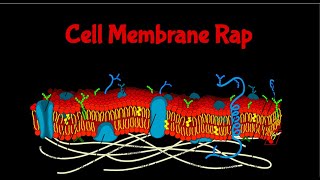 Cell Membrane Rap / Osmosis and Diffusion