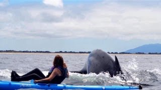 WATCH!! Kayaker Encounters 80000-Pound 'Humpback Whale' in Monterey Bay - Karen Hatch