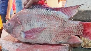 Delicious Bangladeshi Popular Big Tilapia Fish Cutting Skills | Fish Cutting Skills