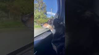 Kelpie dog enjoying a car ride #comfort #comfortzone #cute #dog #puppy #sweetdog #sweetpuppy