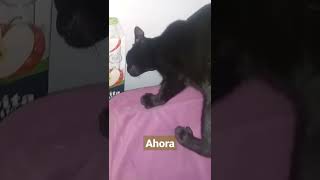 gatos ahora