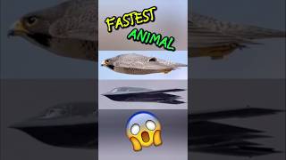 Nature’s Speed Demon Fighter 🦅 Fastest Hunter in the Animal Kingdom! #shorts #shortvideo #shortsfeed