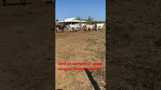 Será se vou ter lucro no aluguel #roça #gado #fazenda