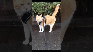 神々しい尾をもつ猫 #元野良猫チャチャ #猫武将 #猫侍 #ねこ #チャチャ  #cat #猫