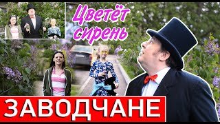 Заводчане - Цветёт сирень (ПРЕМЬЕРА КЛИПА 2020)