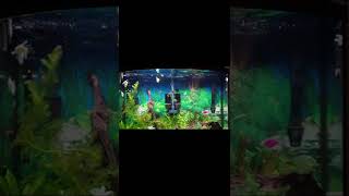 Feeding Fish Feb 13 2022 #Shorts