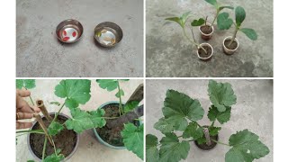 How to grow zucchini from seeds|| ज़ुकीनी का पौधा बीज से कैसे उगाए ||grow zucchini in pot ||