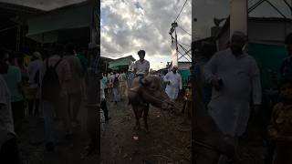 Govandi Deonar Bakra Mandi#mumbai #short #vlog