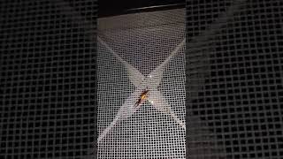 Veja esse vídeo e tenha uma noção do tamanho que é os vão de uma tela mosquiteiro fibra de vidro!!!