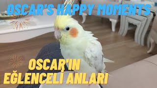 Oscar is singing and itching - Cockatiel Singing, Cockatiel Care, Sound, Love, Whistle