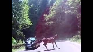 Flagra acidente cavalo na pista