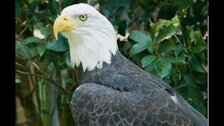 Bald Eagle vs. Golden Eagle