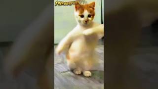 cute billi ka dance 🤣 patli kamariya turi 😑😂 #cat #dancingcat #youtubeshorts