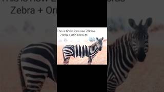 Zebra VS Orio biscuits funny faketweet#shorts #faketweet #memes #quotes