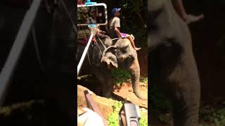 Elephant Trekking in Phuket, Thailand