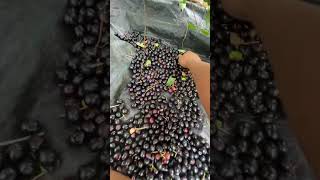 Sihitam buah jamblang  #fypシ゚viral