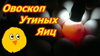 Овоскоп утиных яиц