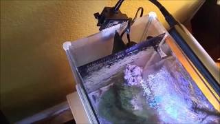 How to setup a Fluval SPEC 3 Reef tank, Water change Tank update