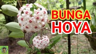 BUNGA HOYA