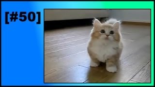 Zdezorientowany puszysty kotek / Confused Fluffy Kitty - [#50]