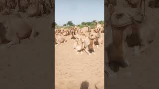 Group of camel enjoying in the ground