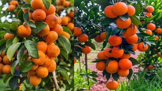 How To Propagate Orange Trees With Eggs And Aloe Vera, how to grow Orange  trees