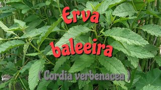 Erva baleeira; chá poderoso e nutritivo.