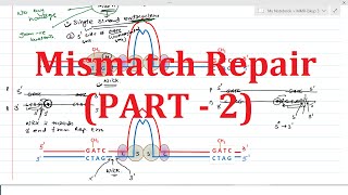 PART-2: Mismatch Repair | Prokaryotic & Eukaryotic Mechanism