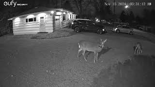 11/15/24 Side Yard 🦌 Activity 2 of 3