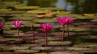 Meditación de la Pausa