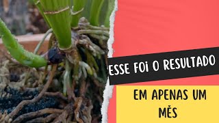 Descubra o Método que Garante um Resultado Incrível ao Replantar sua Orquídea no Cachepô