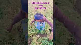 ધીરુભાઈ મકવાણા ના ચણા ભૂંડ ખાઈ ગયા