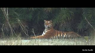 #sunderbans | walking tour | The Sundarbans Wildlife Sanctuary West Bengal | mangroves forest