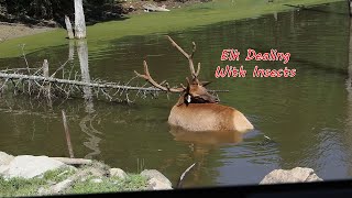 Elk, Parc Omega