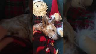 Petting My Cute Christmas Dog 🐶🌲❤️#asmr #christmas #shorts #dog #cute #cozy #relaxing #animals