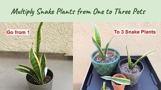 Turn One Pot of Snake Plant Into Three