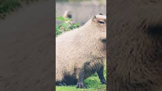 your month your capybara