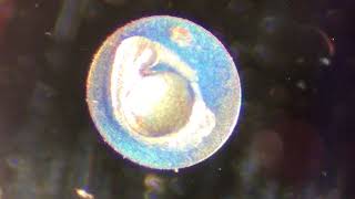 Living Fish Embryo