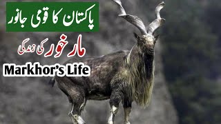 Markhor in Pakistan , Wonderful story