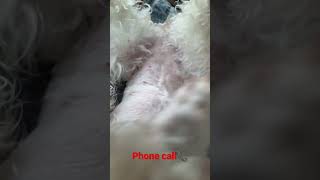 Dog Phone #shorts #dog #phone #call