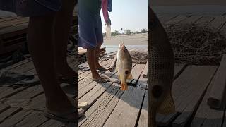 🔥🎣TARIKAN IKAN INI SANGAT NIKMAT MANCING PINGGIRAN RASA TENGAH LAUT #SHORTS #FISHING #MANCING #VIRAL